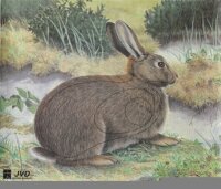 Coniglio 40x33cm - Nylon rinforzato - Bersaglio Animali