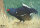 Gallina di palude 70x50 cm - Nylon rinforzato - Bersaglio Animali