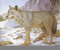 Lupo 80x100 cm - Nylon rinforzato - Bersaglio Animali