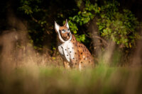 CENTER-POINT 3D Lynx - Prodotto in Germania