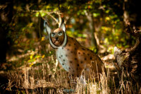 CENTER-POINT 3D Lynx - Prodotto in Germania