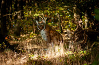 CENTER-POINT 3D Lynx - Prodotto in Germania