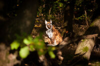 CENTER-POINT 3D Lynx - Prodotto in Germania