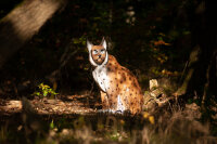 CENTER-POINT 3D Lynx - Prodotto in Germania