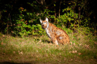 CENTER-POINT 3D Lynx - Prodotto in Germania