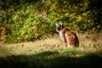 CENTER-POINT 3D Lynx - Prodotto in Germania