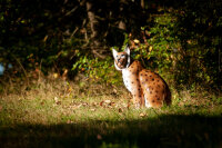CENTER-POINT 3D Lynx - Prodotto in Germania