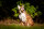 CENTER-POINT 3D Lynx - Prodotto in Germania
