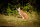 CENTER-POINT 3D Lynx - Prodotto in Germania
