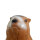 Marmotta LONGLIFE