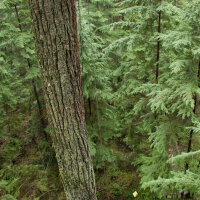 Asta | BSW White Fir - Legno - Ø 11/32 pollici