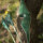 JACKALOPE - Malachite+ - 60 pollici - Arco ricurvi One Piece - 30-60 lbs