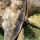 JACKALOPE - Obsidian - 64 pollici - Arco ibrido - 25-50 lbs