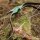 JACKALOPE Malachite Kid - 30 pollici - 10-15 lbs - Arco ricurvo