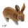Obiettivi del TC - Rudi Hase