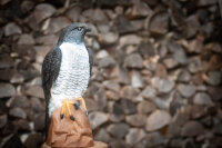 CENTER-POINT 3D Falcon - Made in Germany