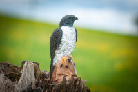 CENTER-POINT 3D Falcon - Made in Germany