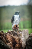 CENTER-POINT 3D Falcon - Made in Germany