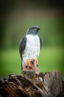 CENTER-POINT 3D Falcon - Made in Germany