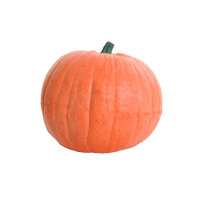Zucca IBB 3D