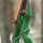 JACKALOPE - Malachite - 60 pollici - 30-60 lbs - Arco ricurvo o ibrido da abbattere