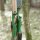 JACKALOPE - Malachite - 60 pollici - 30-60 lbs - Arco ricurvo o ibrido da abbattere