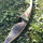 JACKALOPE - Tourmaline - 64 pollici - Arco ibrido - 25-50 lbs