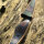 JACKALOPE - Tourmaline - 64 pollici - Arco ibrido - 25-50 lbs
