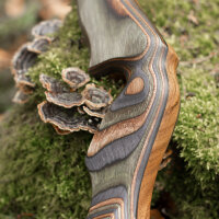 JACKALOPE - Tourmaline - 62 pollici - Arco ricurvo raffinato - 20-50 lbs