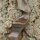 JACKALOPE - Tourmaline - 62 pollici - Arco ricurvo raffinato - 20-50 lbs