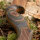 JACKALOPE - Tourmaline - 62 pollici - Arco ricurvo raffinato - 20-50 lbs