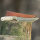 elTORO Brass Bone - Damasco - Coltello da caccia - 14 cm - fodero in pelle incluso