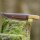elTORO Brass Olive - Damasco - Coltello da caccia - 10 cm - fodero in pelle incluso