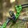 [SPECIALE] DRAKE Gecko RTS - 30-55 lbs - Arco compound