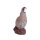 Pernice di roccia IBB 3D - Gallo