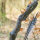 DRAKE ARCHERY ELITE Pitchblack - ILF - 58-62 pollici - 24-62 lbs - Arco ricurvo