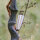 DRAKE ARCHERY ELITE Dust - 60 pollici - 30-60 lbs - Arco ricurvo