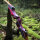 JACKALOPE - Red Beryl Hunter - 60 pollici - 20-50 lbs - Arco ricurvo Take Down
