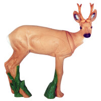 IBB 3D roebuck - sguardo a destra