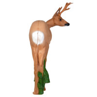 IBB 3D roebuck - sguardo a destra
