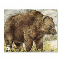 Bersaglio | Immagine di animali - orso bruno