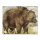 Bersaglio | Immagine di animali - orso bruno