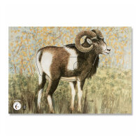 Bersaglio | Immagine di animali - Muflone