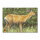 Bersaglio | immagine di animale - cervo dalla coda bianca