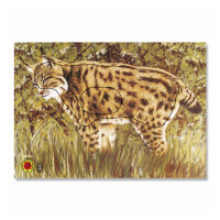Bersaglio | immagine di animali - lince