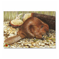 Bersaglio | Immagine di animali - Castoro