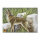 Bersaglio | Immagine di animali - coyote