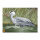 Bersaglio | Immagine di animali - Airone