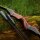 DRAKE ARCHERY ELITE Dark Phoenix - 60 pollici - 30-50 lbs - Arco a ricurvo Take Down