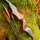 DRAKE ARCHERY ELITE Dark Phoenix - 60 pollici - 30-50 lbs - Arco a ricurvo Take Down